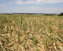 Pojišťovna: Škody na zemědělské půdě kvůli mrazu a krupobití dosáhnou dvě mld Kč