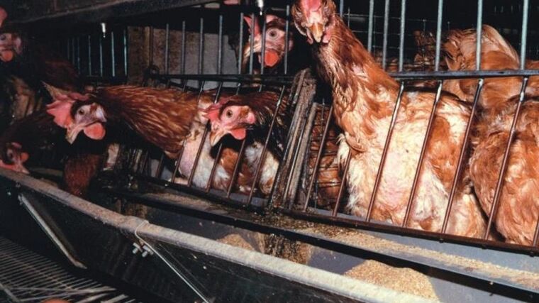 Evropa se zhlédla v amerických megafarmách. Průmyslové chovy ovládly kontinent