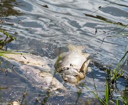 Policie ukončila vyšetřování otravy Bečvy