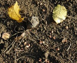 Fosfor je nenahraditelný zdroj. Jednou bude cennější než ropa, říká paleoekolog Petr Pokorný