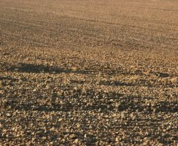 MZe chce umožnit zemědělcům hospodařit na půdě ponechané ladem