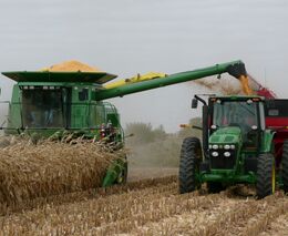 Co s obilím po sklizni?