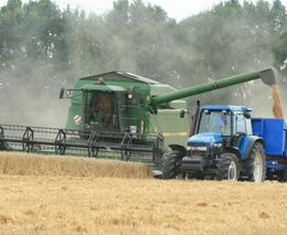 Zemědělcům kvůli poklesu cen klesnou tržby za pšenici a řepku o 19 miliard Kč 