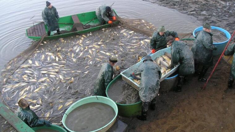 OP Rybářství není o ochraně žab