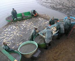 OP Rybářství není o ochraně žab