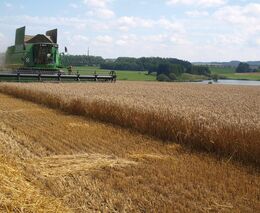 Obilí se podle prvního odhadu ČSÚ sklidí podobně jako loni, řepky bude víc