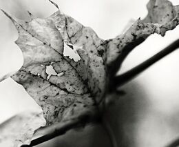 Zemřel Josef Přistoupil