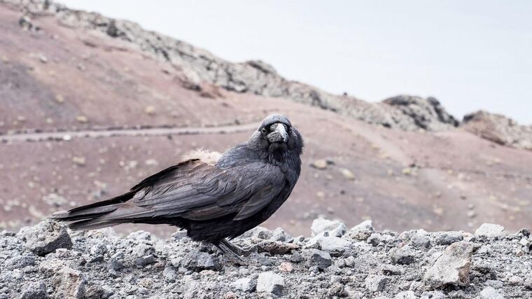 Veronika Vrecionová: Babiš se asi u StB naučil vytvářet křivá obvinění