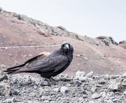 Veronika Vrecionová: Babiš se asi u StB naučil vytvářet křivá obvinění