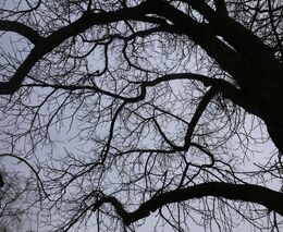 Zemřela zakládající členka ASZ Český Krumlov Marie Kučerová