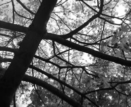 Sedláku pod Milešovkou někdo odporně zabil koně. Vyhlásil odměnu za dopadení