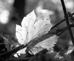 Zemřel sochař Olbram Zoubek, autor Pomníku obětem komunismu či Palachovy masky