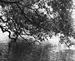 Za smrtí desítek tun ryb v Bečvě může být Babišova chemička, naznačuje Vondra