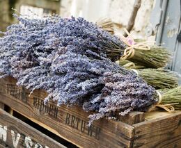 Ze zájezdu z Podhůří Savojských Alp a Provance