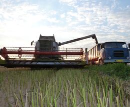 Zisk v zemědělství klesne o 5 procent na 25 miliard korun, odhadují statistici