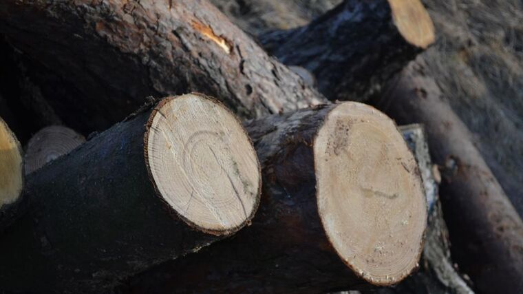 Uhlík by šlo ukládat plavením dřeva do Severního ledového oceánu, navrhli vědci