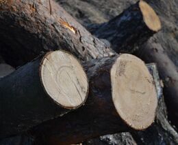 Uhlík by šlo ukládat plavením dřeva do Severního ledového oceánu, navrhli vědci