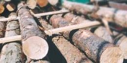  Ždírecká fabrika je zavalená kulatinou 