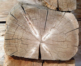 V Jeseníkách povolí těžbu po kůrovci nové výjimky