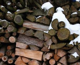 Ministr Toman stáhl z jednání vlády strategii Lesů ČR