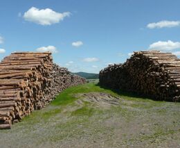Vlastníci lesů: Je čas začít si znovu vážit dřeva
