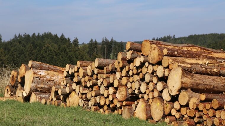 Vyvážíme dříví, drancujeme krajinu, ale nemáme z toho nic, kritizuje lesník smrkové plantáže