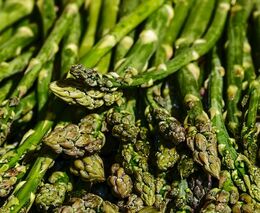 Největší pěstitel chřestu v ČR kvůli nedostatku Ukrajinců nesklidil pětinu ploch