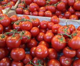 Jezdit traktorem po Václaváku nic nevyřeší, zemědělci musejí inovovat, říká šéf farmy Naše Rajče