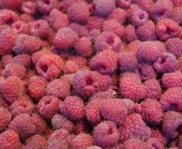 Maliny sbíráme každé tři dny a už se zabýváme možností robotizované sklizně, říká vědec