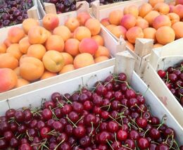 Česko přidá ovocnářům zasaženým mrazy 100 milionů korun ze státního rozpočtu