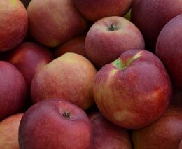 Bacha! V Lobči najdete cidre s příběhem, který vás odzbrojí upřímností