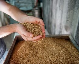 ČSPS: Výroba sladu loni v ČR klesla o 0,8 procenta