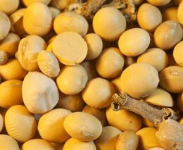 WWF: Evropa spotřebou sóji přispívá k odlesňování v Jižní Americe