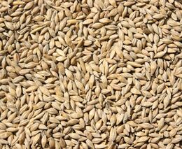 Česko chce, aby EU posílila ochranu i pšenice a ječmene, uvedl ministr v Bruselu