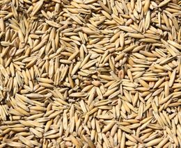 Ukrajinská vláda se rozhodla pozastavit vývoz masa, žita, ovsa či cukru