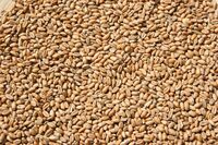 K radosti pana Mendela