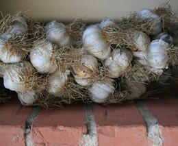 Česnek po dědovi. Pěstitel z Plzně má doma unikátní odrůdu