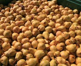 Koronavirus ovlivňuje i aktuální sklizeň pozdních odrůd ovoce. Farmářům rostou náklady