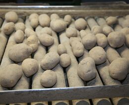 Obilovin a brambor je na jižní Moravě letos víc, ubylo okurek