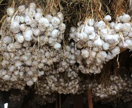 Český česnek nemusí být a často ani není český