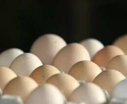 Vejce zdražují v Česku nejrychleji z celé EU