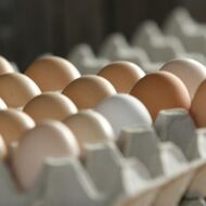 Odborníci: Cena vajec v ČR poroste, zvyšuje je přestavba chovů a ptačí chřipka