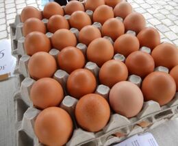 Levný dovoz vajec válcuje české producenty. Bohužel, nic nového…