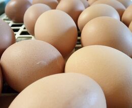 Vejce se budou prodávat teplejší, nebudou se muset v obchodech chladit