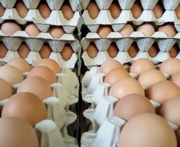 Supermarkety navzdory slibům prodávají klecová vejce dál, na trhu není dost alternativ