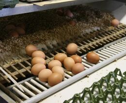 Zdražila už i vejce, jedno stojí téměř tři koruny. A bude hůř, míní drůbežáři