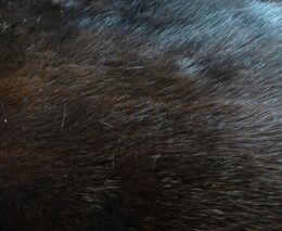 WHO: Mutace koronaviru od norků není třeba se zvlášť obávat