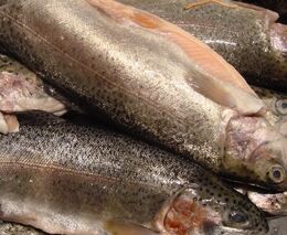 Profesionalizace rybářství