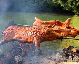 Česká prasata do českých břich? Potravinový czexit? Ne. Raději se braňme suchu