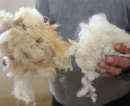 Australští farmáři zachránili zarostlou ovci. Ze zanedbaného zvířete ostříhali přes 35 kg vlny